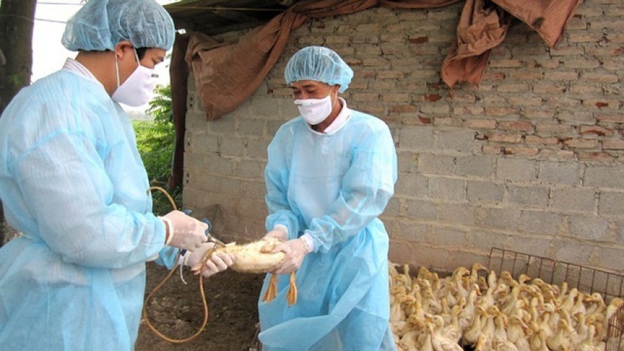Ministry of Health warns of risk of H5N1 avian influenza entering Vietnam